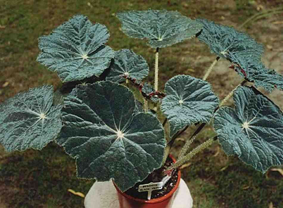 B. ‘Black Venus’